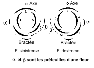 antidrome