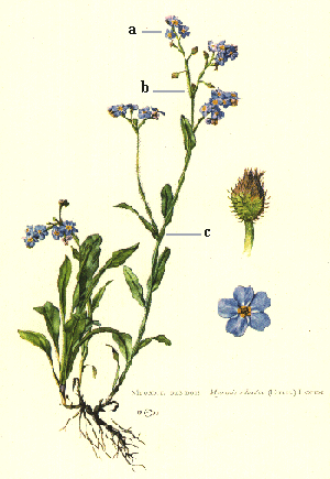 myosotis sylvatica